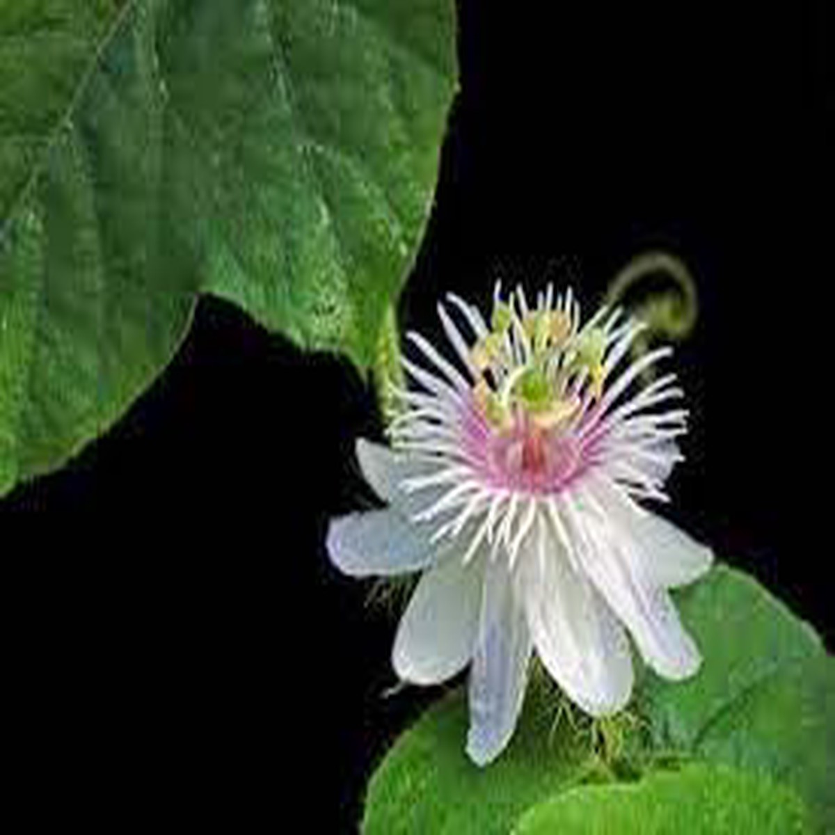 Passion Flower Seeds for Garden Non-GMO, Heirloom, High Germination Seeds