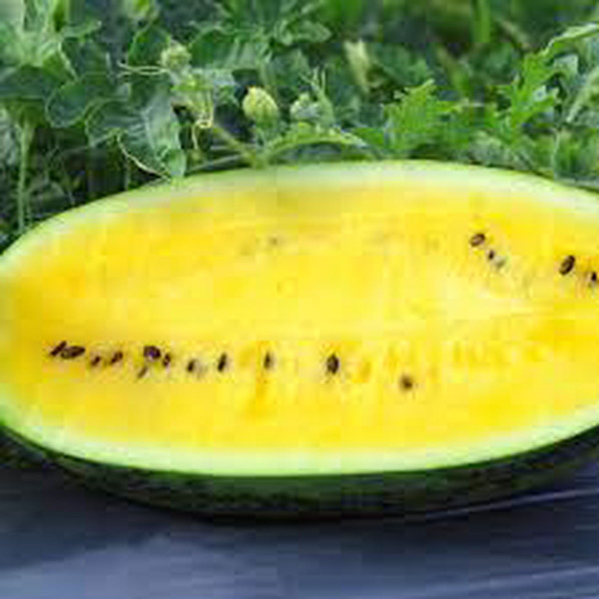 Yellow Crimson Watermelon Fruit Seeds Heirloom, Non-GMO Seeds for Garden Planting