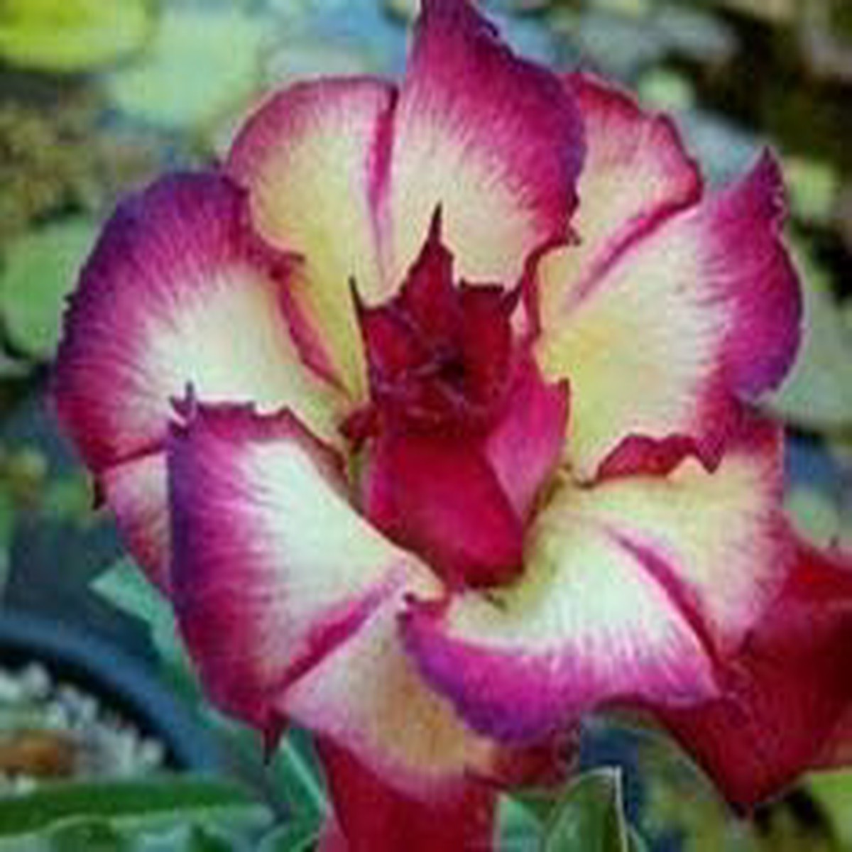 Cream Pink Adenium Flower Seeds for Planting | Heirloom Non-GMO High Germination Organic Garden Seeds