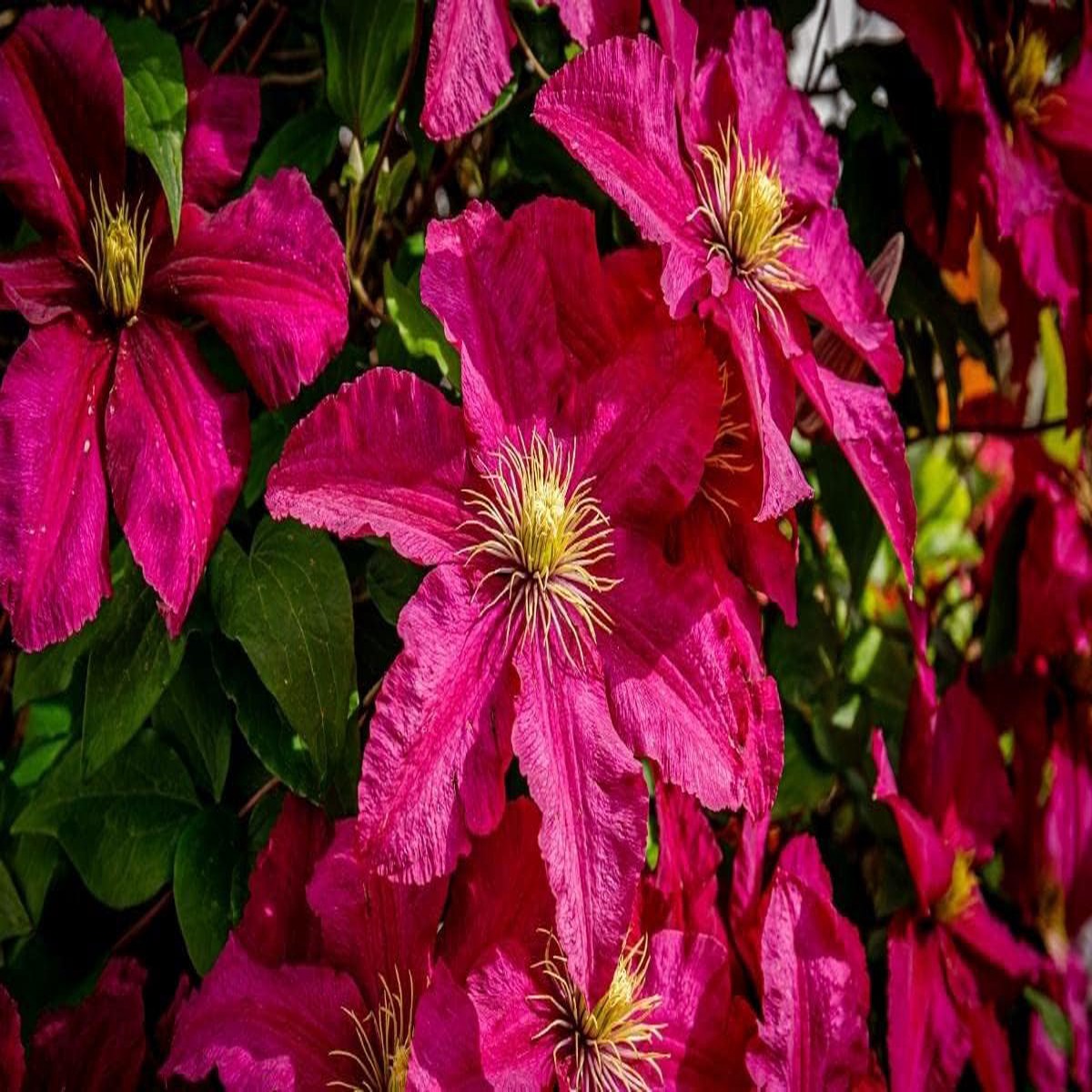 Deep Pink Clematis Flower Seeds for Planting Non-GMO, Heirloom, High Germination Seeds