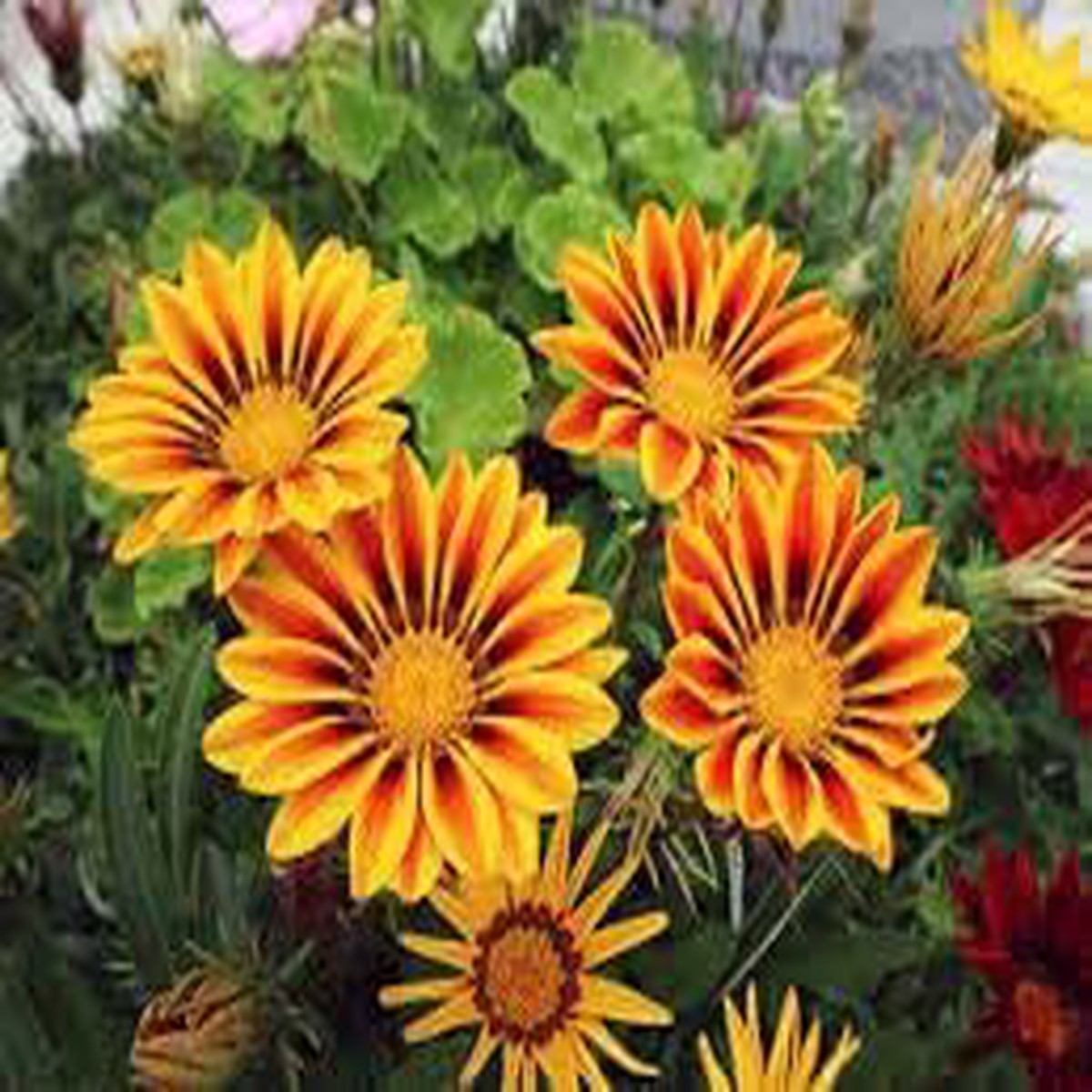 Giant Gazania Flower Seeds for Garden Non-GMO, Heirloom, High Germination Seeds