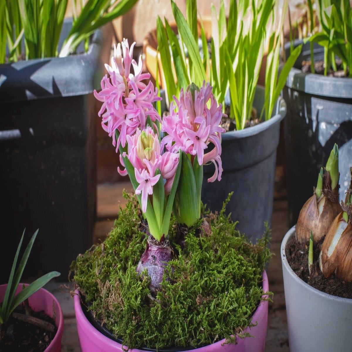 Light Pink Hyacinth Flower Seeds for Planting Non-GMO, Heirloom, High Germination Seeds
