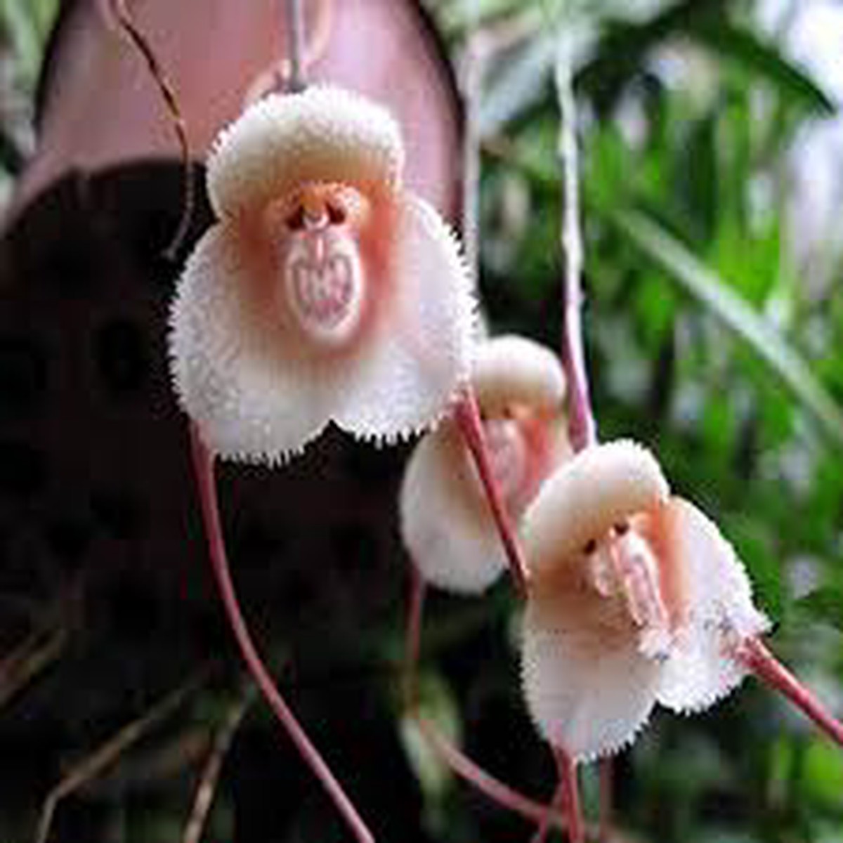 Monkey Face Light Pink Orchids Flower Seeds for Planting | Heirloom Non-GMO High Germination Organic Seeds