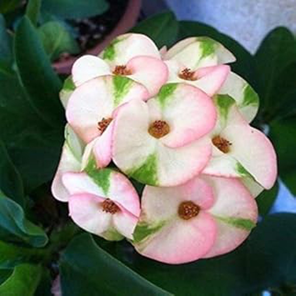 Organic Mixed Crown of Thorns Plant Seeds for Planting | Heirloom Non-GMO High Germination Garden Seeds