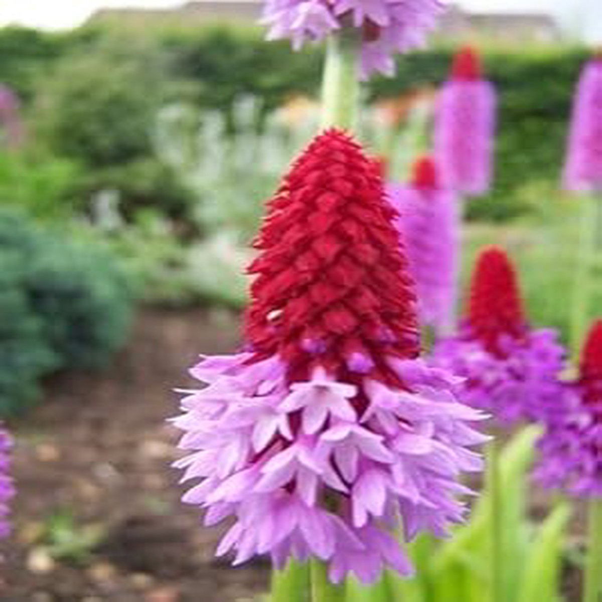 Primula Vialii Flower Seeds for Planting Red-Purple Blooms, Non-GMO Perennial Garden Seeds