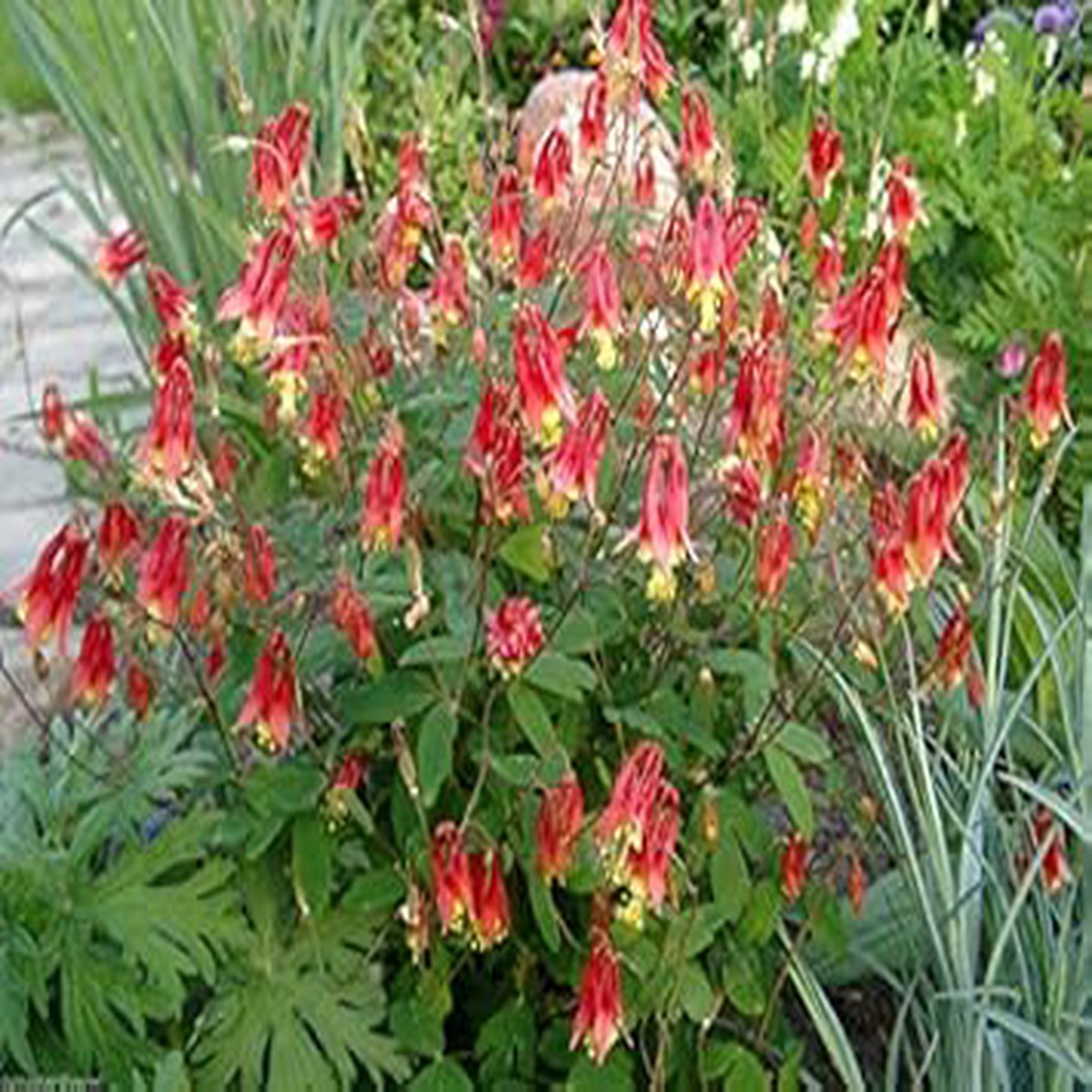 Red Yellow Aquilegia Flower Seeds for Planting | Heirloom Non-GMO High Germination Organic Garden Seeds