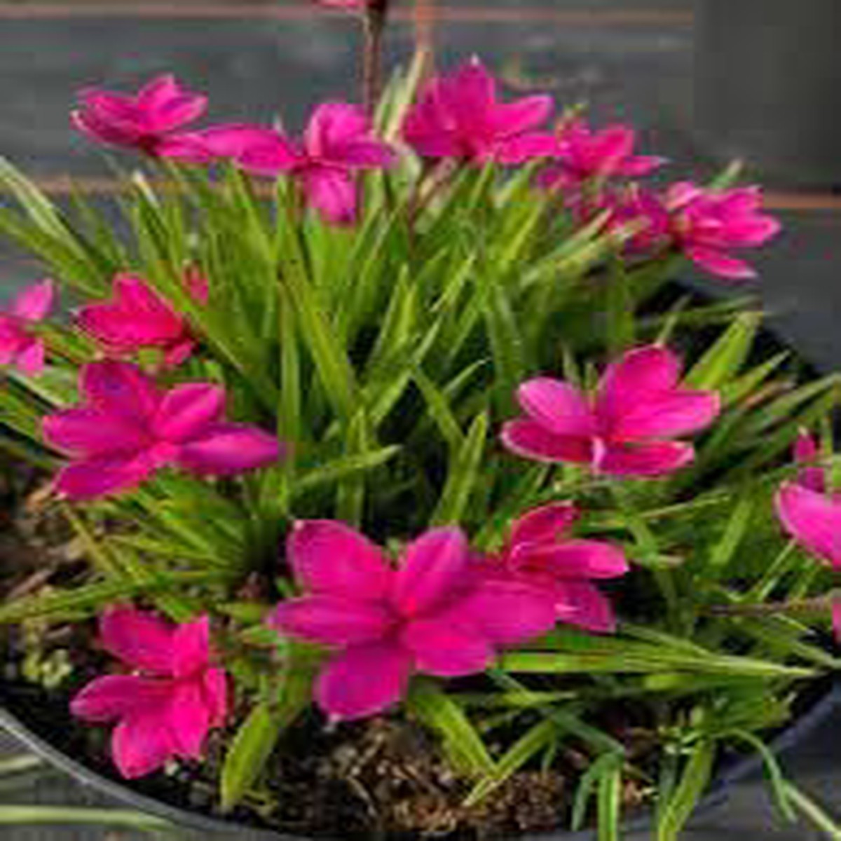 Rhodohypoxis Flower Seeds for Garden Non-GMO, Heirloom, High Germination Seeds
