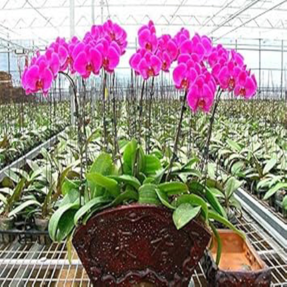Violet Hydroponic Orchid Flower Seeds for Garden Non-GMO, Heirloom, High Germination Seeds