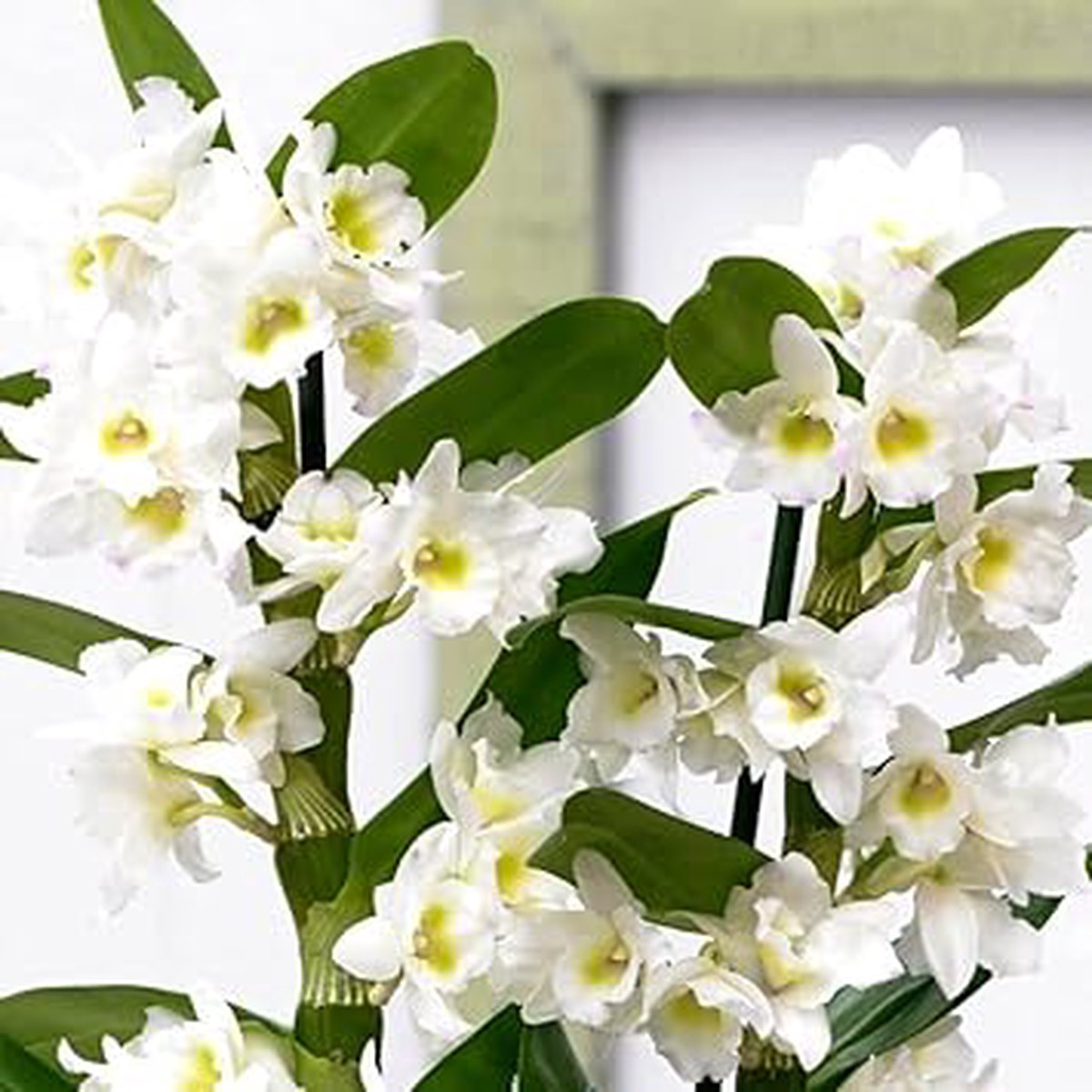 White Dendrobium Flower Seeds for Planting Non-GMO, Heirloom, High Germination Seeds