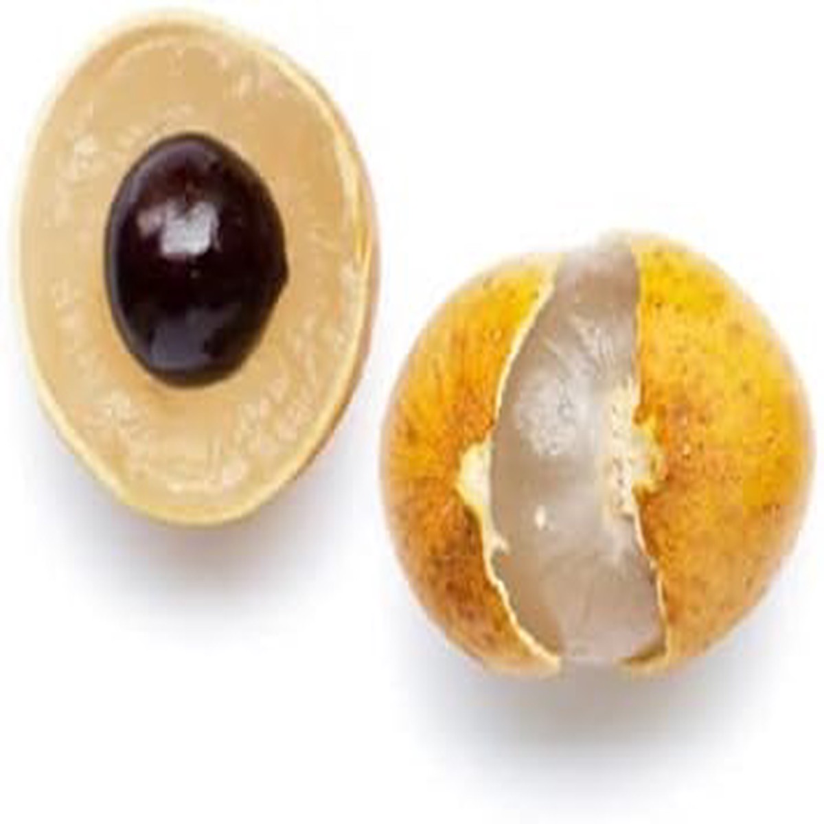 Golden Yellow Longan Fruit Seeds Heirloom, Non-GMO, High Germination Organic Garden Seeds for Planting Rare Tropical Fruits