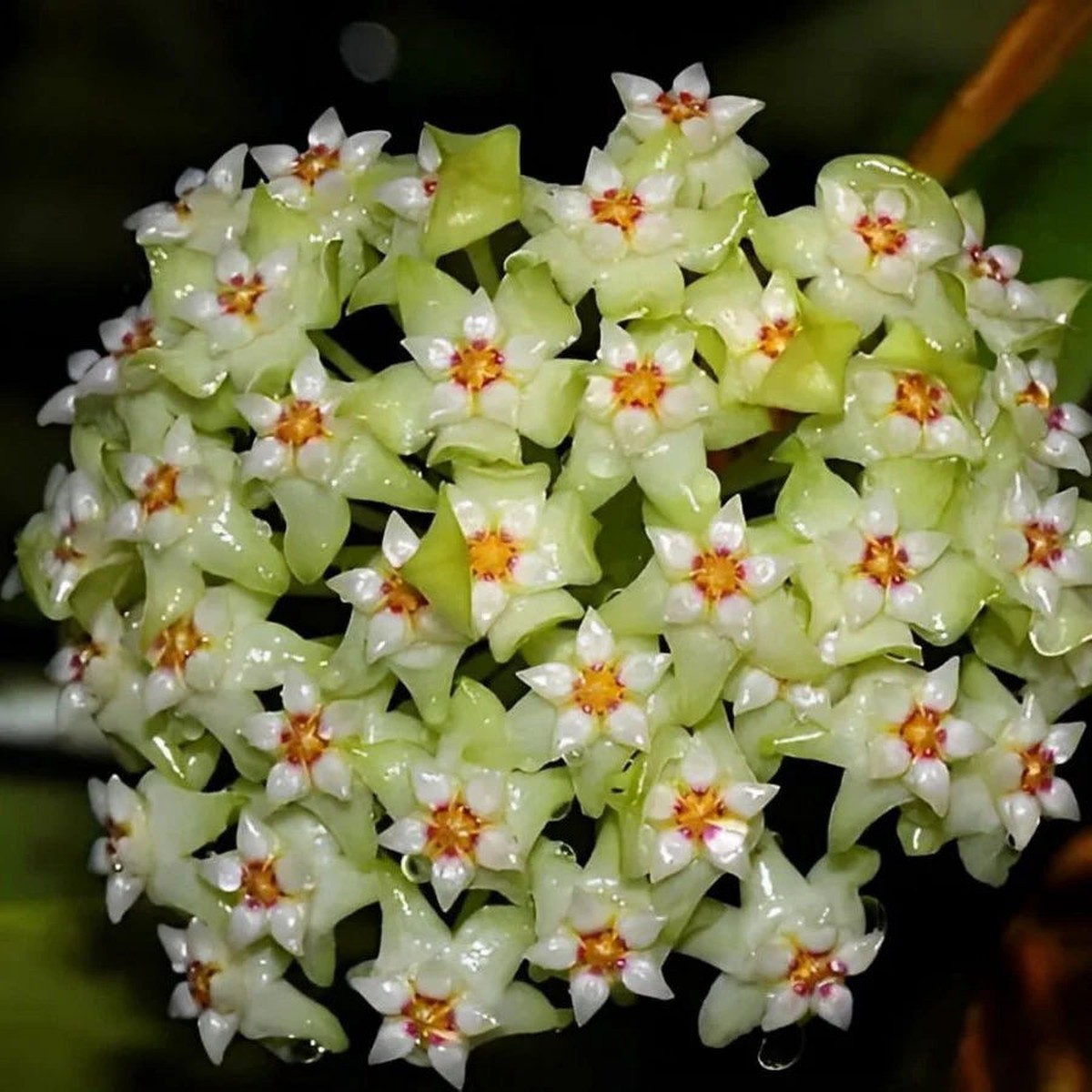Green White Hoya Flower Seeds Light Green for Planting | Heirloom Non-GMO High Germination Organic Garden Seeds
