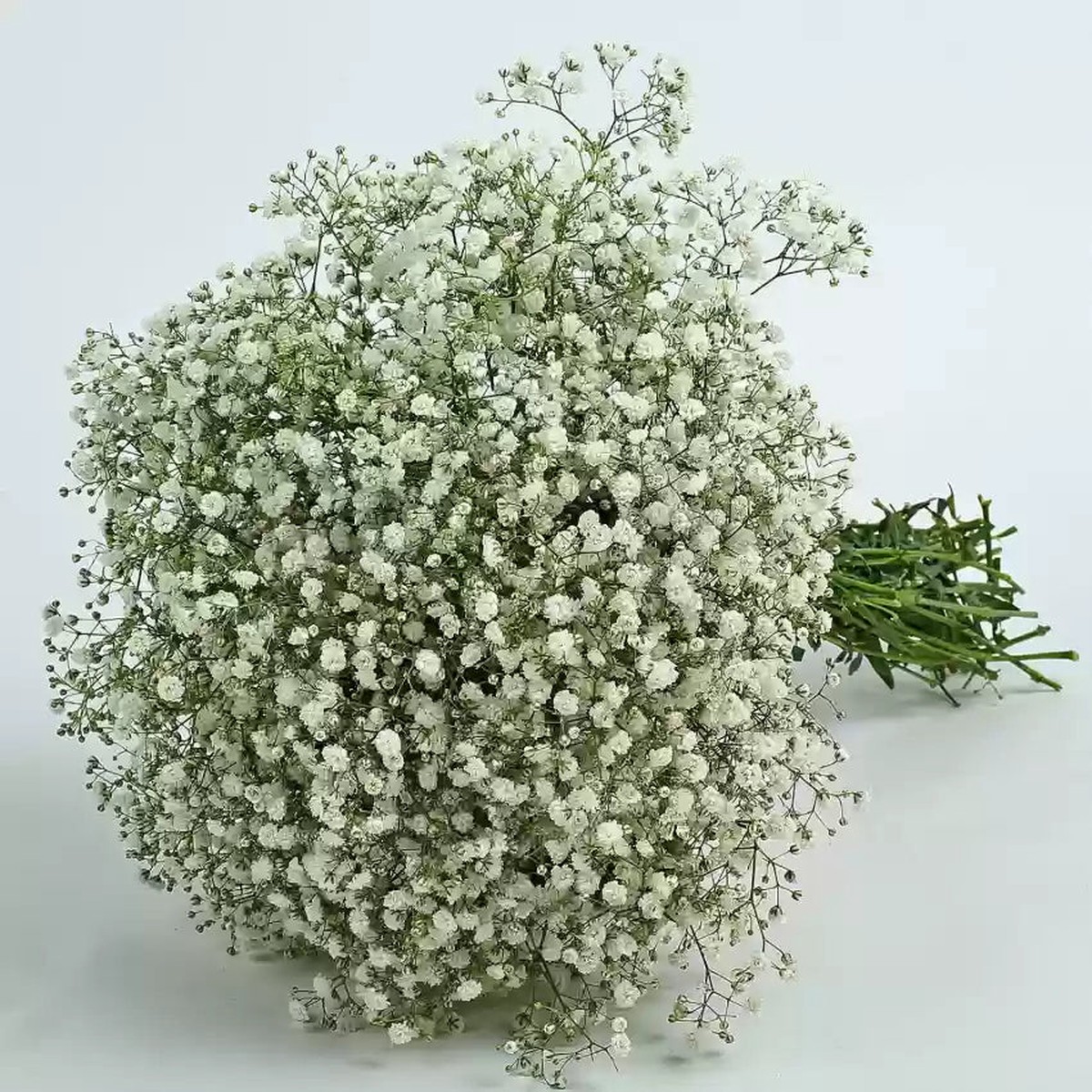 Peach Gypsophila Flower Seeds for Planting | Heirloom Non-GMO High Germination Organic Garden Seeds