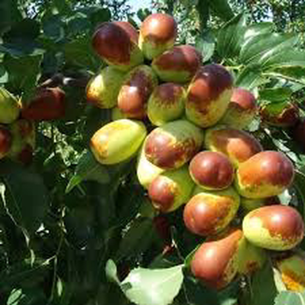 Sherwood Jujube Fruit Seeds for Planting Heirloom, Non-GMO, High Germination Organic Garden Seeds for Sweet, Nutritious Fruits