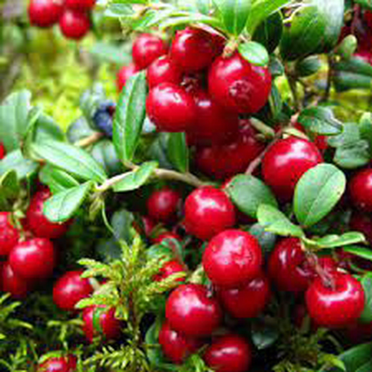Vaccinium Vitis Fruit Seeds for Planting Heirloom, Non-GMO, High Germination Organic Garden Seeds for Lush, High-Yield Berry Bushes