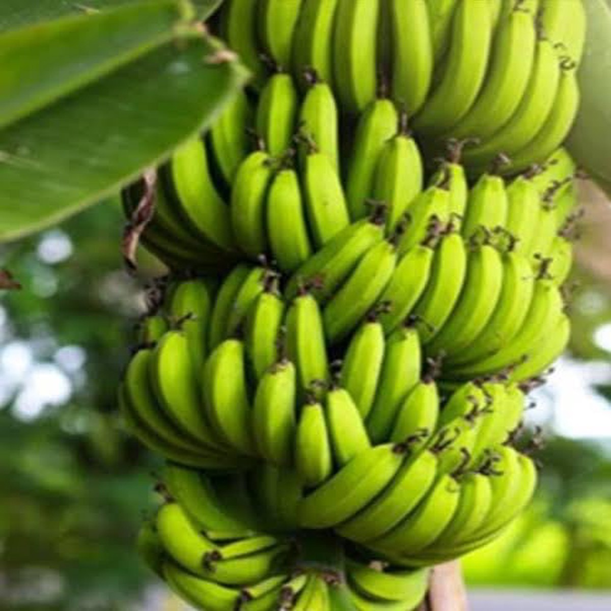Fresh Dark Green Banana Fruit Seeds for Planting Hardy, Edible, Heirloom, Non-GMO, High Germination Organic Garden Seeds