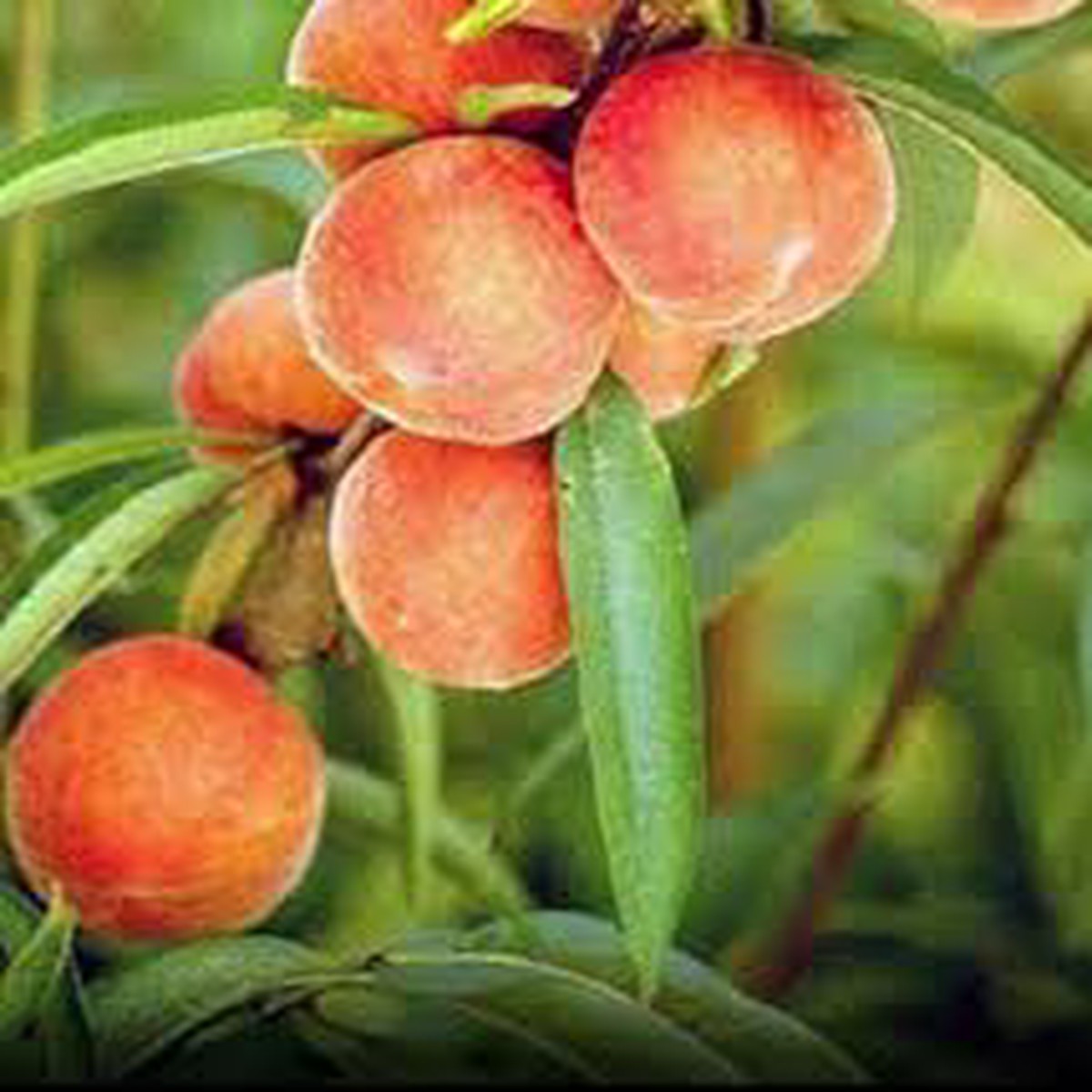 Georgia Belle Peach Seeds for Planting Smooth, Sweet Stone Fruits, Heirloom, High Germination, Non-GMO Organic Garden Seeds