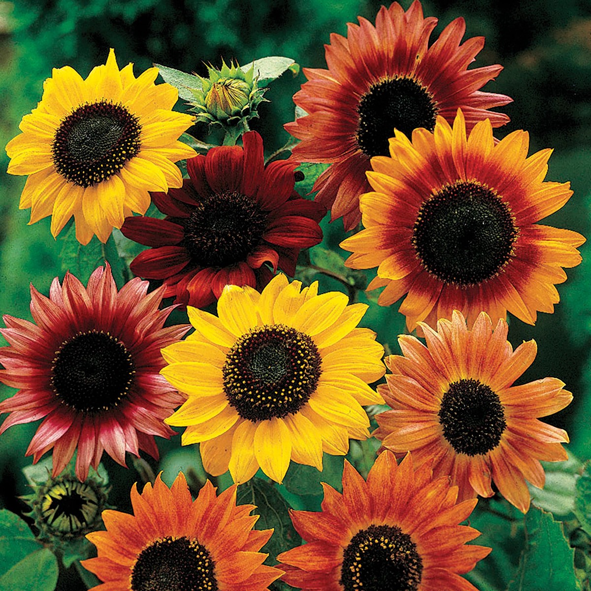 Heirloom Mixed Sunflower Seeds for Planting | Non-GMO High Germination Organic Garden Seeds