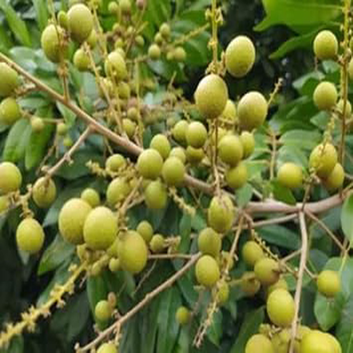 Lush Longan Fruit Seeds Heirloom, Non-GMO, High Germination Organic Garden Seeds for Planting Sweet Tropical Fruits