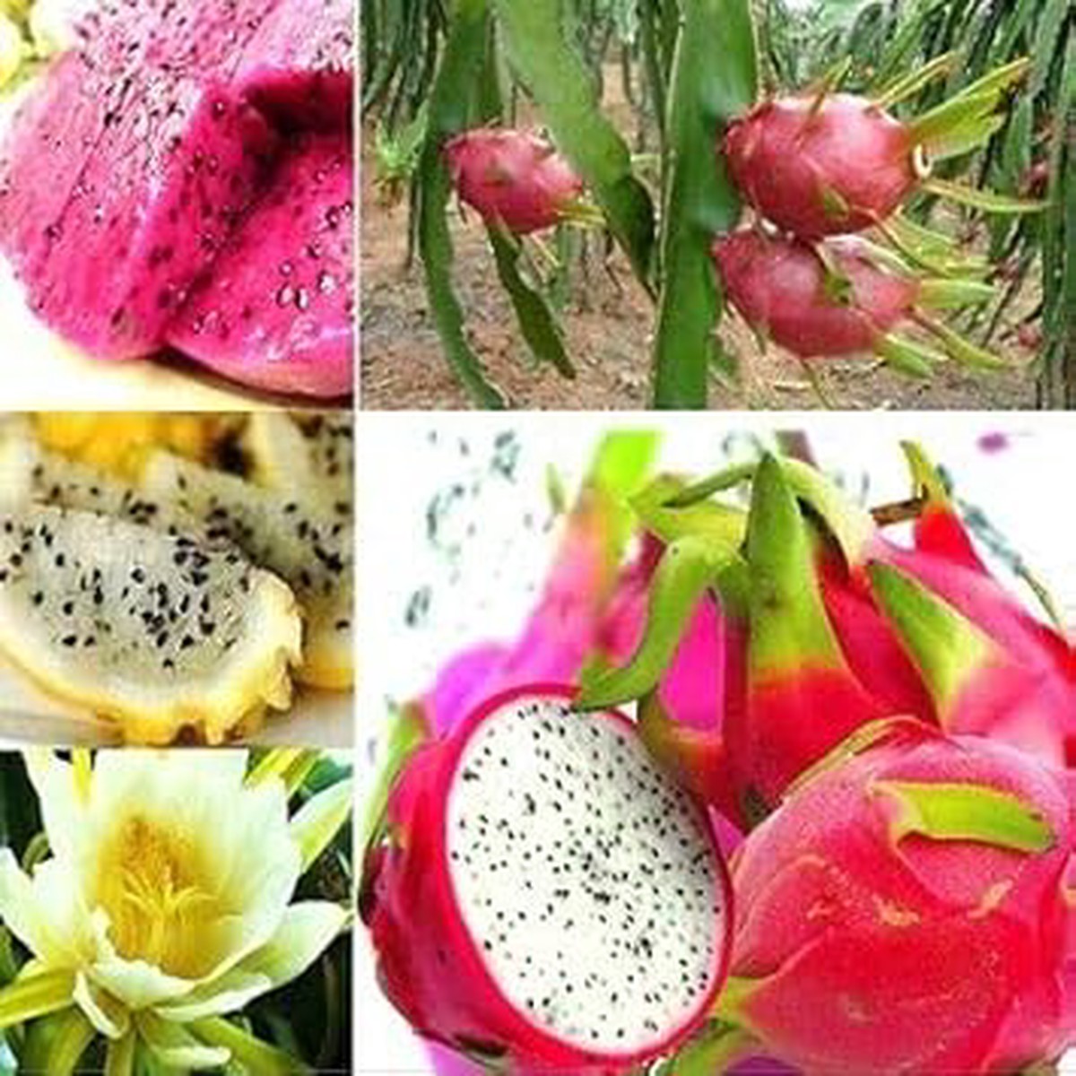 Mixed Pitaya Fruit Seeds for Planting Easy to Grow, Heirloom, Non-GMO, High Germination Organic Garden Seeds for Home Gardens