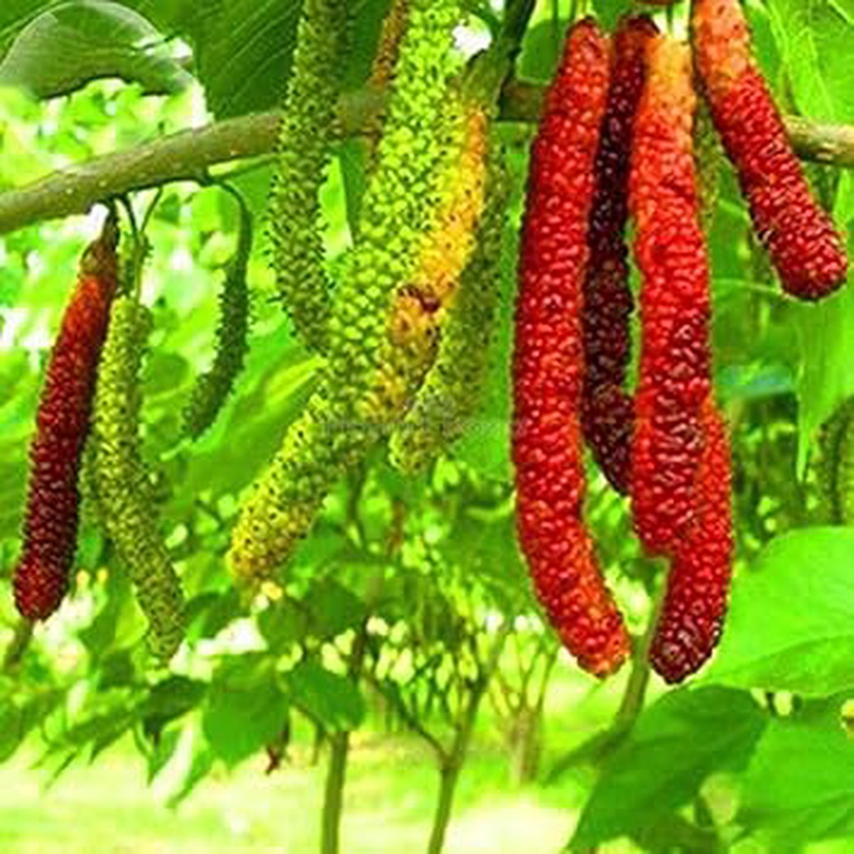 Rare Aegle Marmelos Seeds Heirloom, Non-GMO, High Germination Organic Garden Seeds for Planting Sacred Medicinal Fruit Trees
