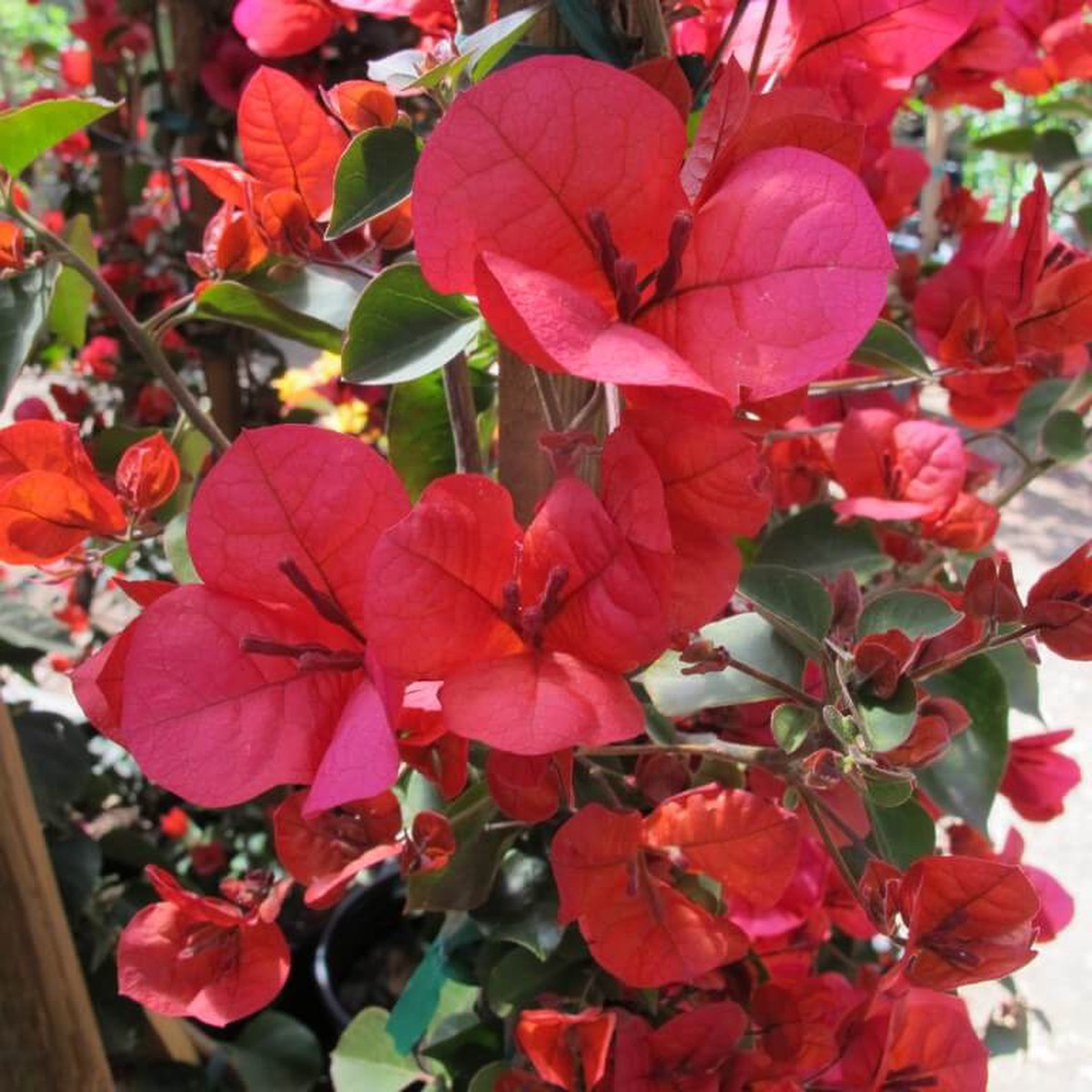 San Diego Red Bougainvillea Flower Seeds Perennial, Heirloom, Non-GMO, High Germination Organic Garden Seeds for Planting