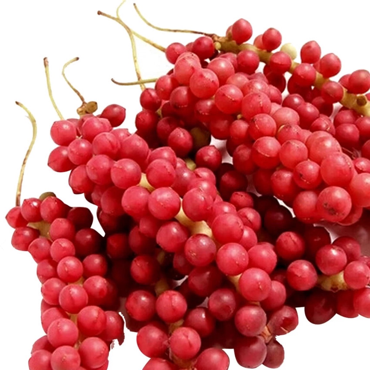Schisandra Tree Seeds for Planting Heirloom, Non-GMO, High Germination Organic Garden Seeds for Medicinal and Unique Fruit