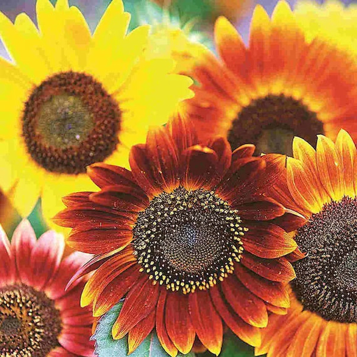 Autumn Beauty Mix Sunflower Seeds Heirloom, Non-GMO, High Germination Organic Garden Seeds for Planting