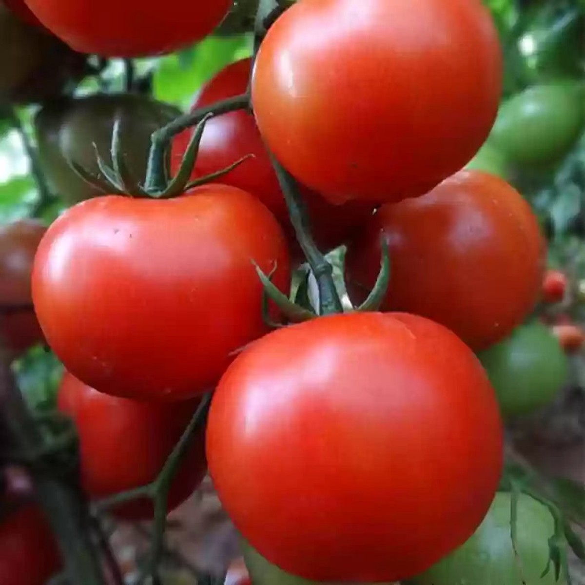 Burpee Celebrity Hybrid Red Tomato Seeds for Planting Heirloom, Non-GMO, High Germination Vegetable Seeds