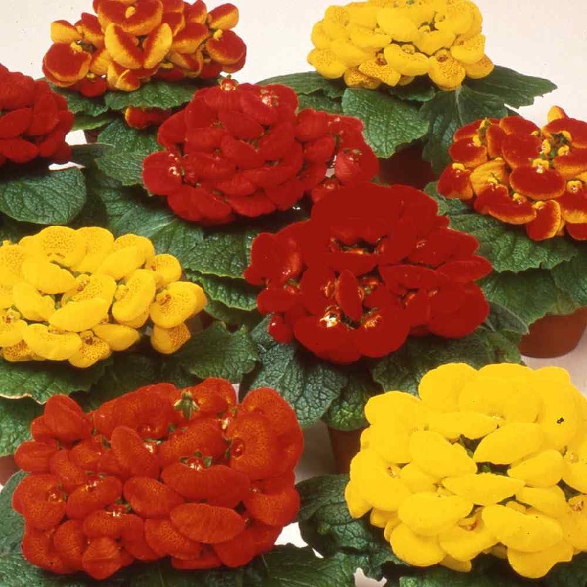Calceolaria Zapatilla Flower Seeds for Planting | Heirloom Non-GMO High Germination Organic Garden Seeds