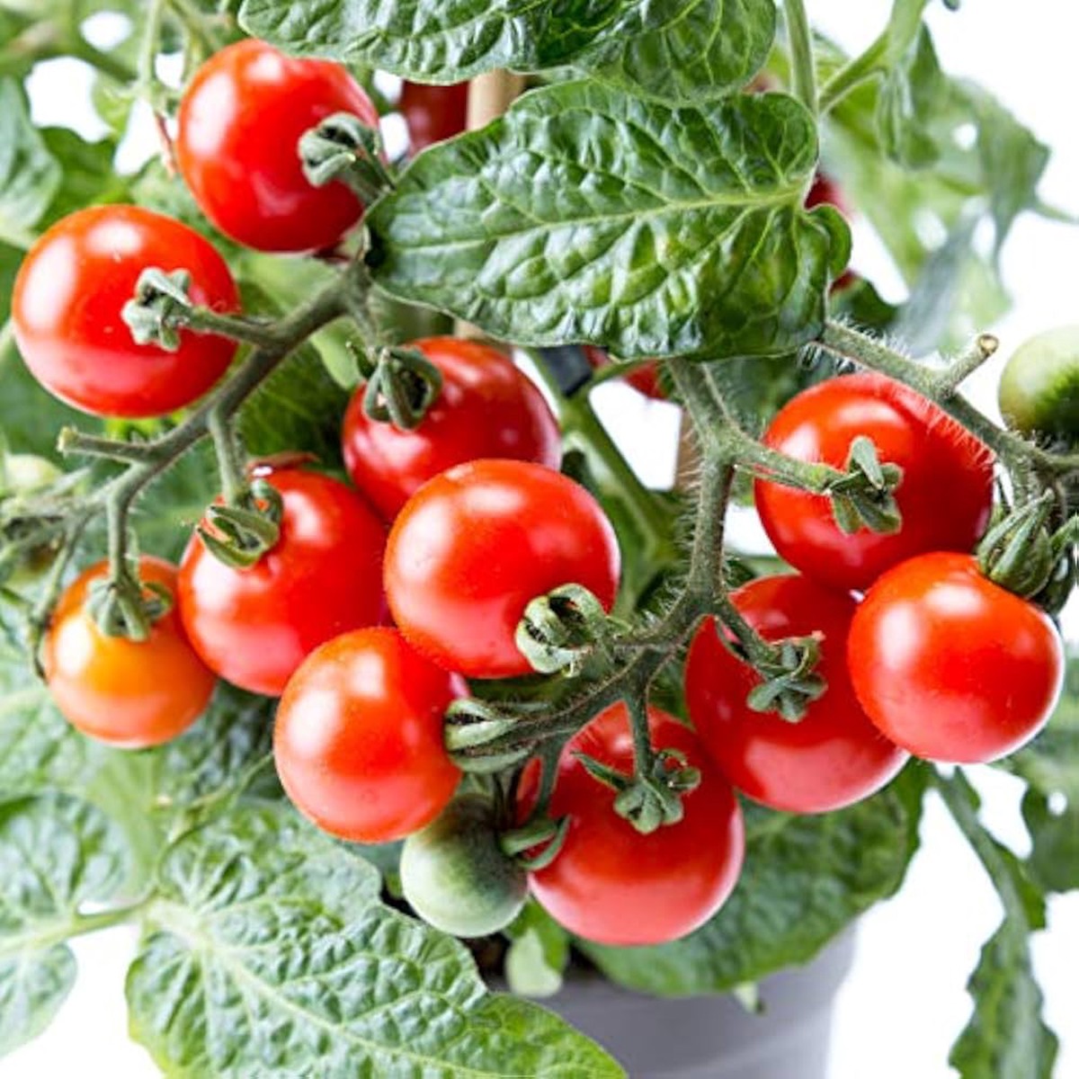 Dwarf Red Robin Tomato Seeds for Planting Heirloom, Non-GMO, High Germination Organic Vegetable Seeds