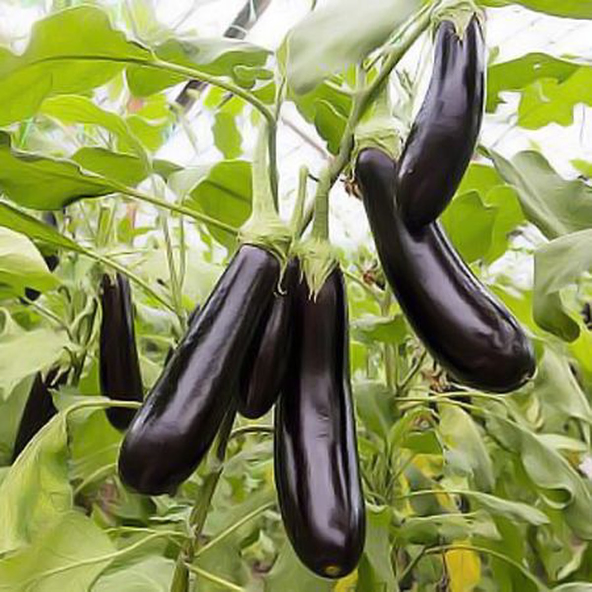 Eggplant Aubergine De Barbentane Seeds for Planting Heirloom, Non-GMO, High Germination Vegetable Garden Seeds