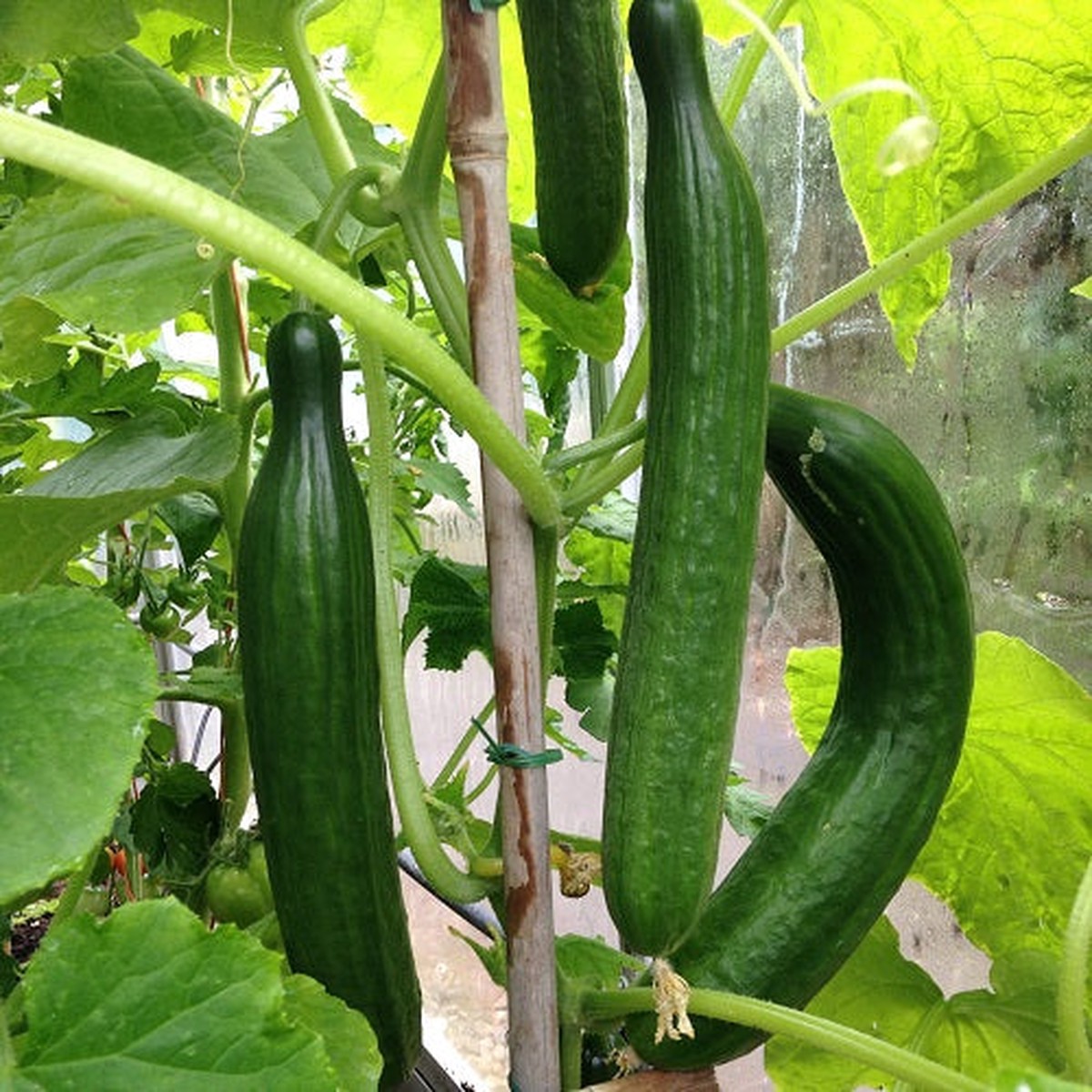 Heirloom Organic Cucumber Snake Greenhouse Louisa F1 Seeds for Planting Non-GMO, High Germination Garden Seeds