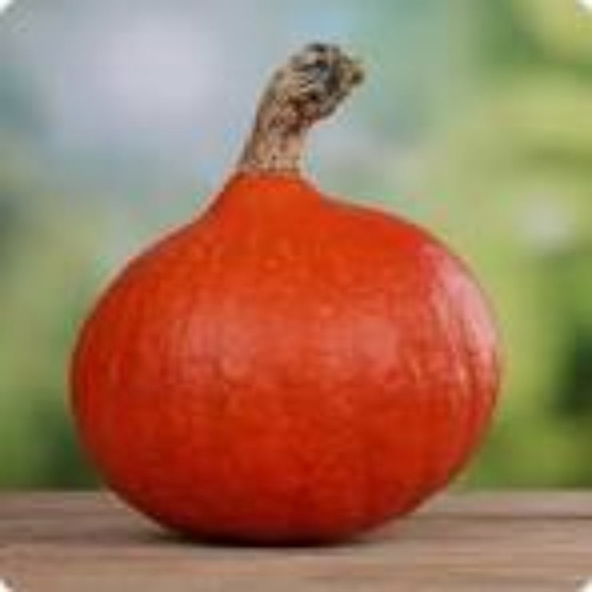 Hokkaido Red Kuri Pumpkin Seeds for Planting Heirloom, Organic, Non-GMO, High Germination Garden Seeds