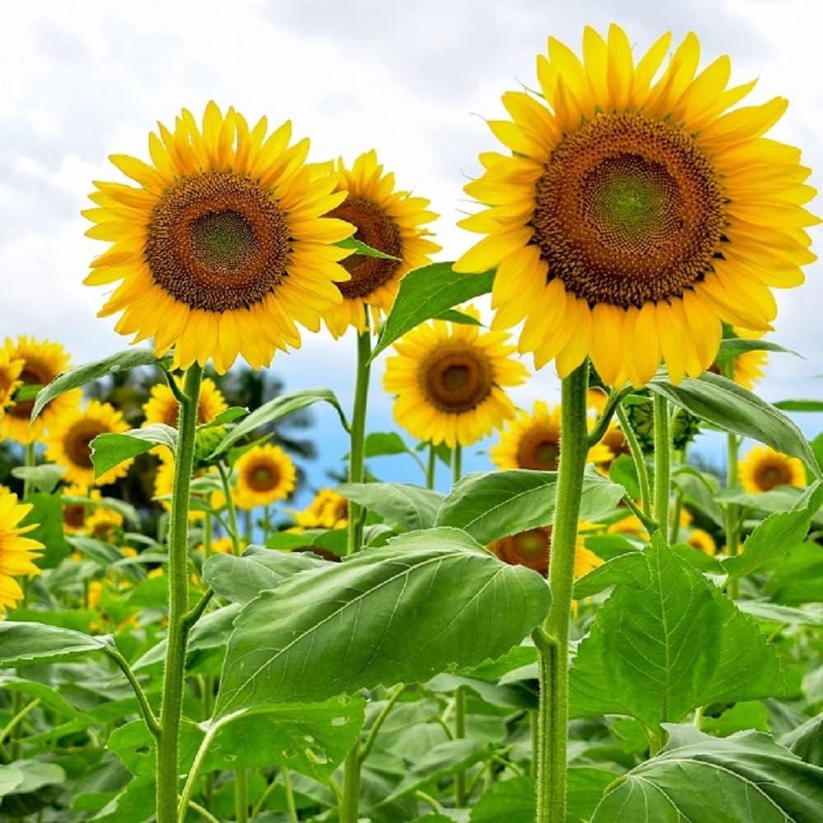 Mammoth Sunflower Flower Seeds Heirloom, Non-GMO, High Germination Organic Garden Seeds for Planting