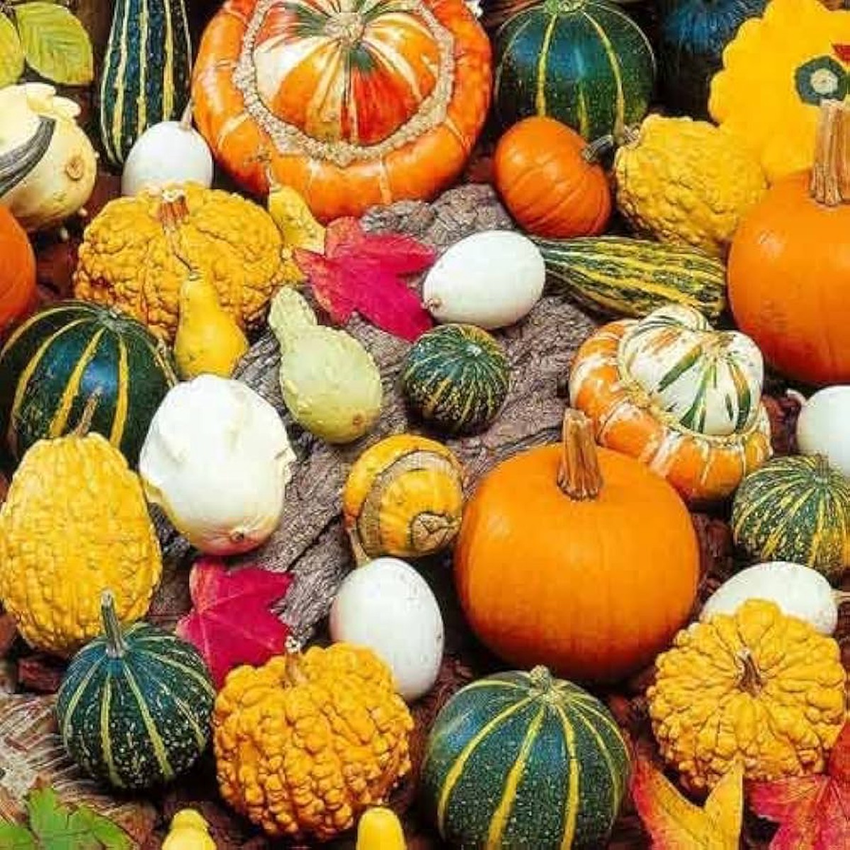 Ornamental Pumpkin Seeds Mix for Planting Organic, Heirloom, Non-GMO, High Germination Decorative Garden Seeds