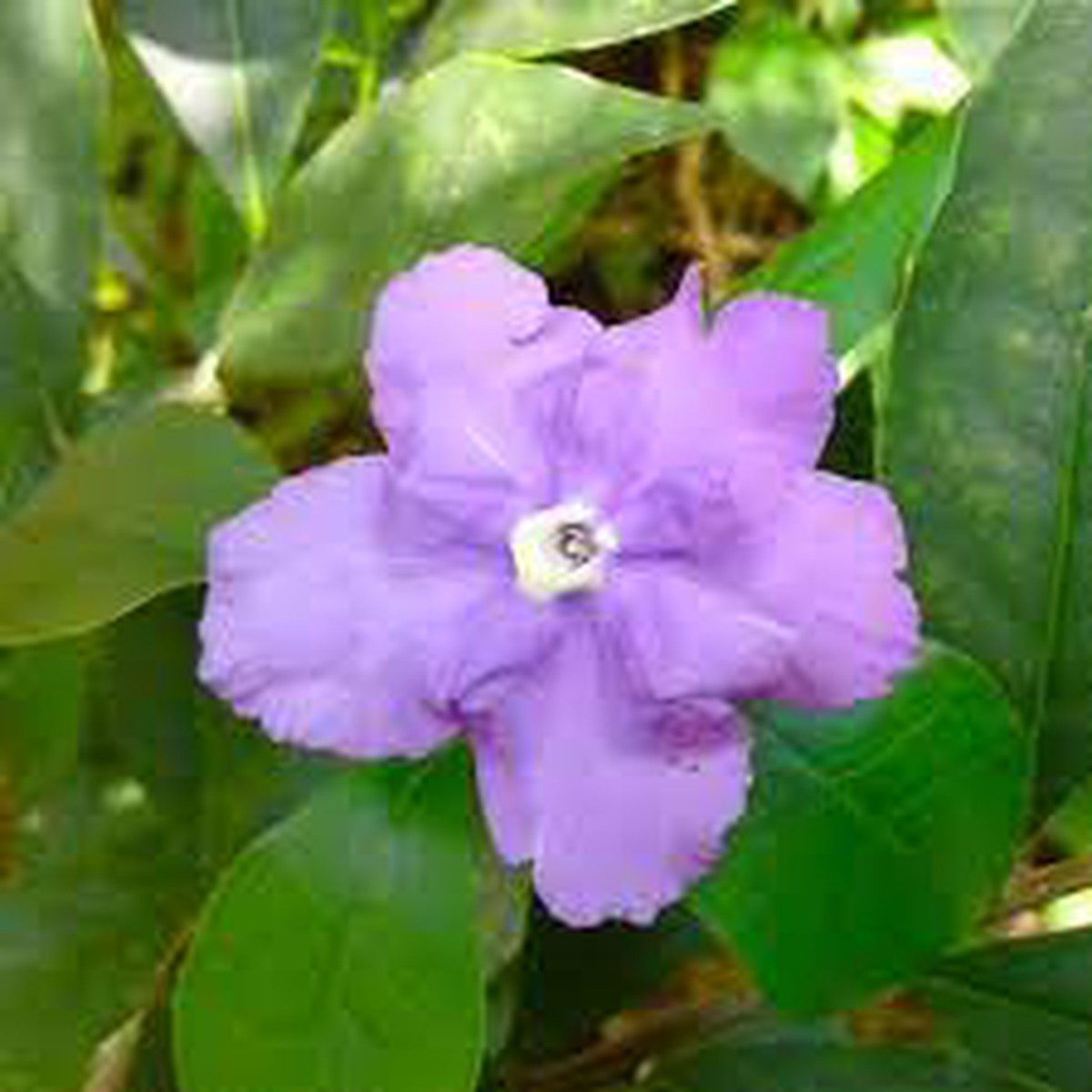 Purple Brunfelsia Pauciflora Flower Seeds for Planting - Heirloom Non-GMO High Germination Rare Garden Blooms