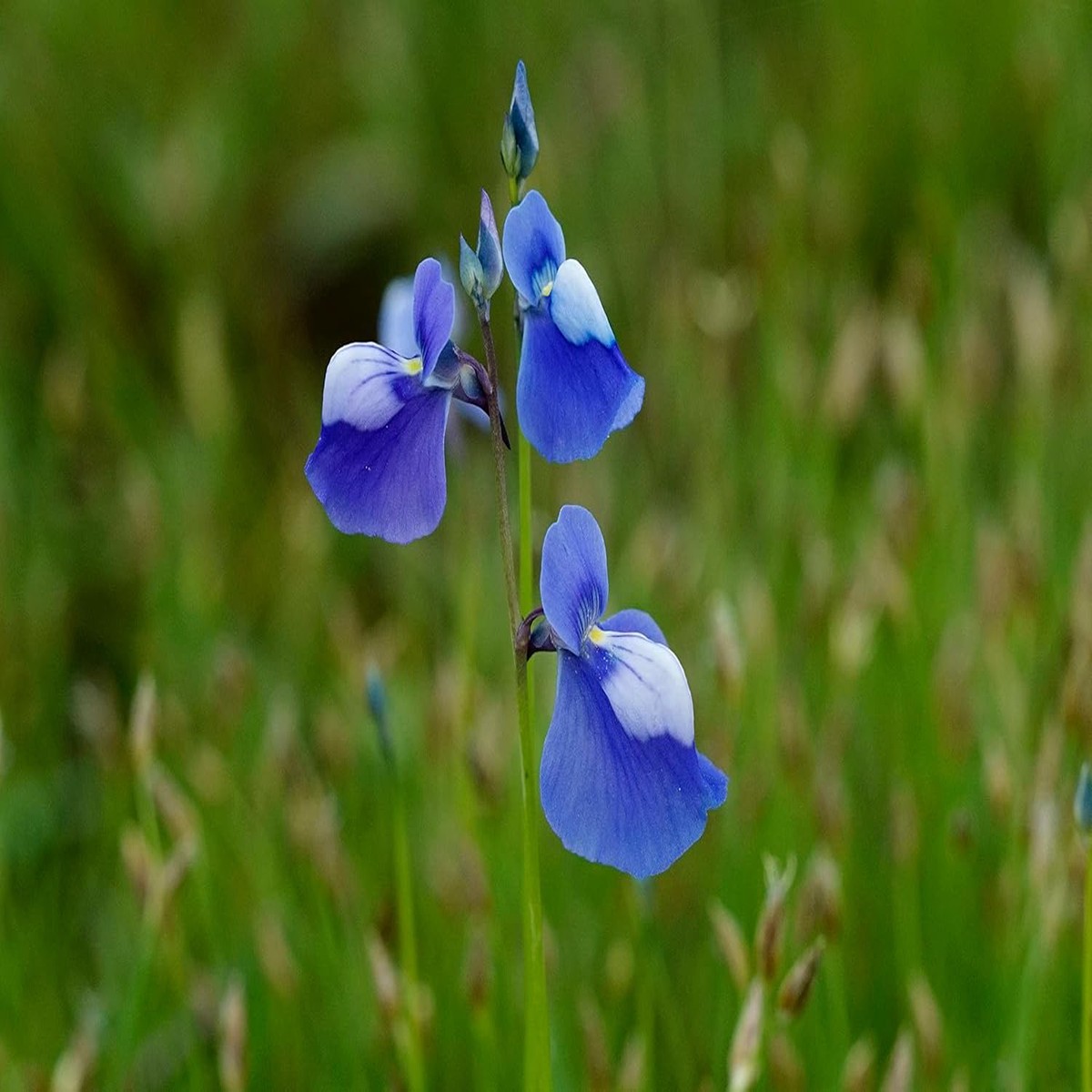 Utricularia Flower Seeds Blue for Planting Heirloom, Non-GMO, High Germination Organic Garden Seeds for Unique Carnivorous Blooms