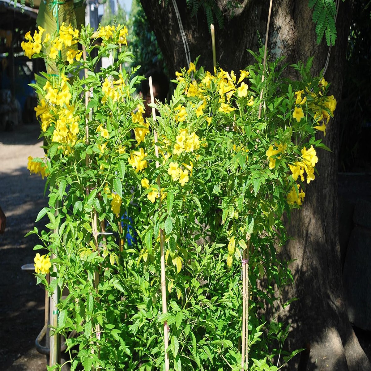 Yellow Flower Pot Plant Seeds for Planting - Heirloom Non-GMO High Germination Organic Garden Seeds