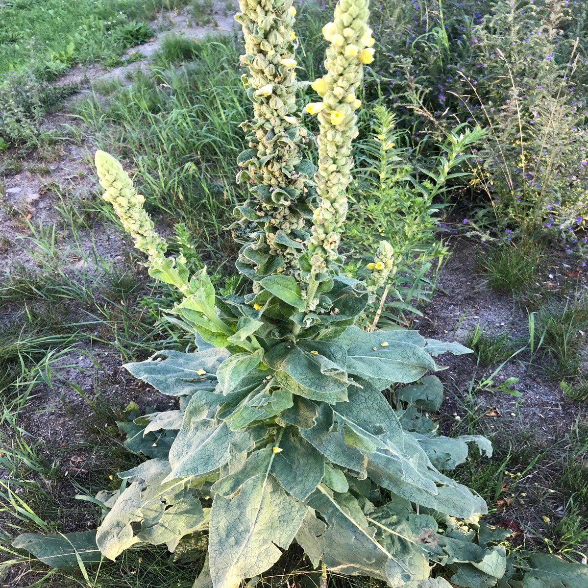 Green Verbascum Thapsus Plant Seeds for Planting - Heirloom Non-GMO High Germination Organic Garden Seeds