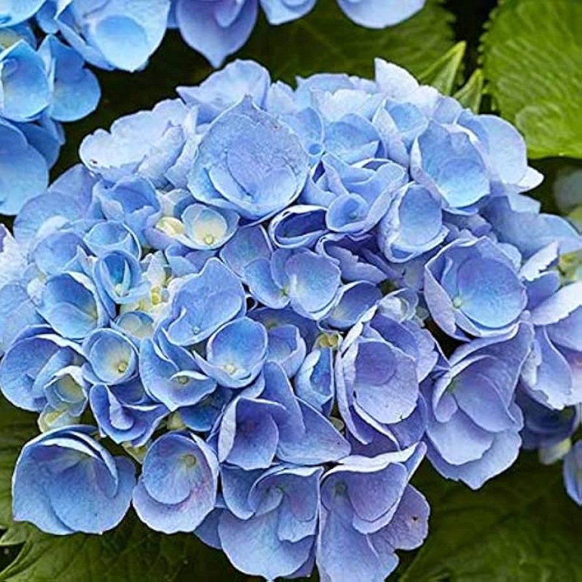Heirloom Blue Climbing Geranium Flower Seeds for Planting - Non-GMO High Germination Organic Garden Seeds