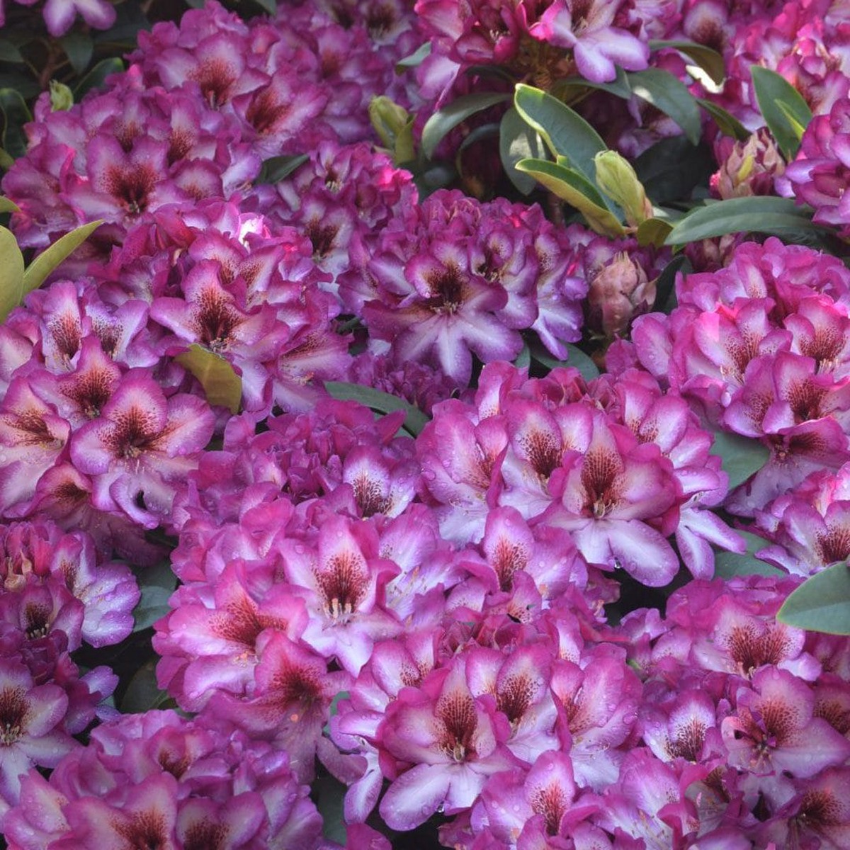 Pink Rhododendron Hans Flower Seeds for Planting - Heirloom Non-GMO High Germination Organic Garden Seeds