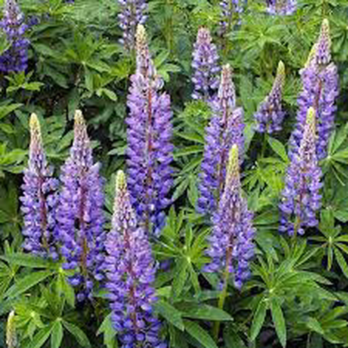 Wild Lupine / Sundial Lupine (Lupinus perennis) Flower Seeds for Planting - Heirloom & Non-GMO garden seeds