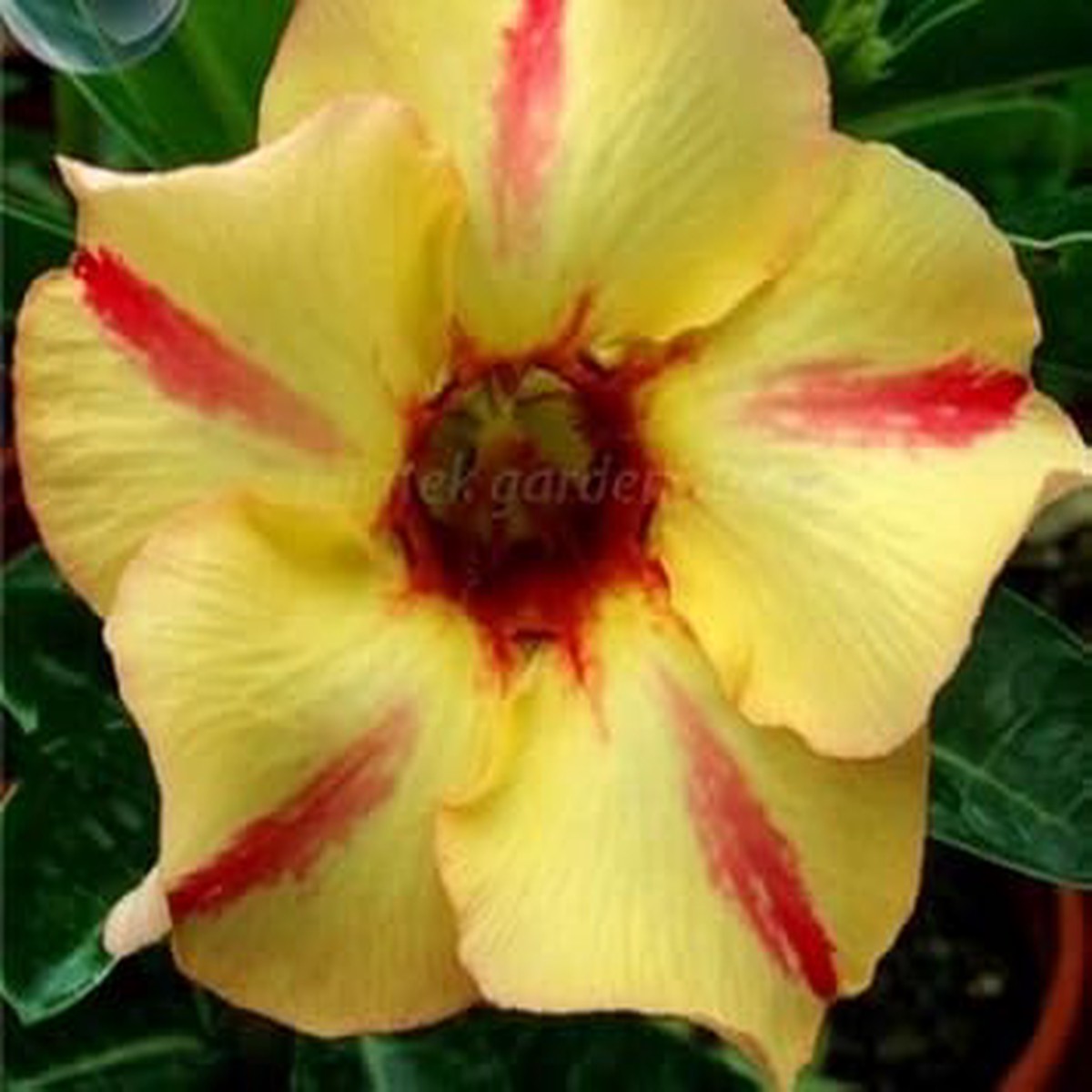 Yellow Red Bellfarm Flower Seeds for Planting Heirloom, Non-GMO, High Germination Garden Blooms