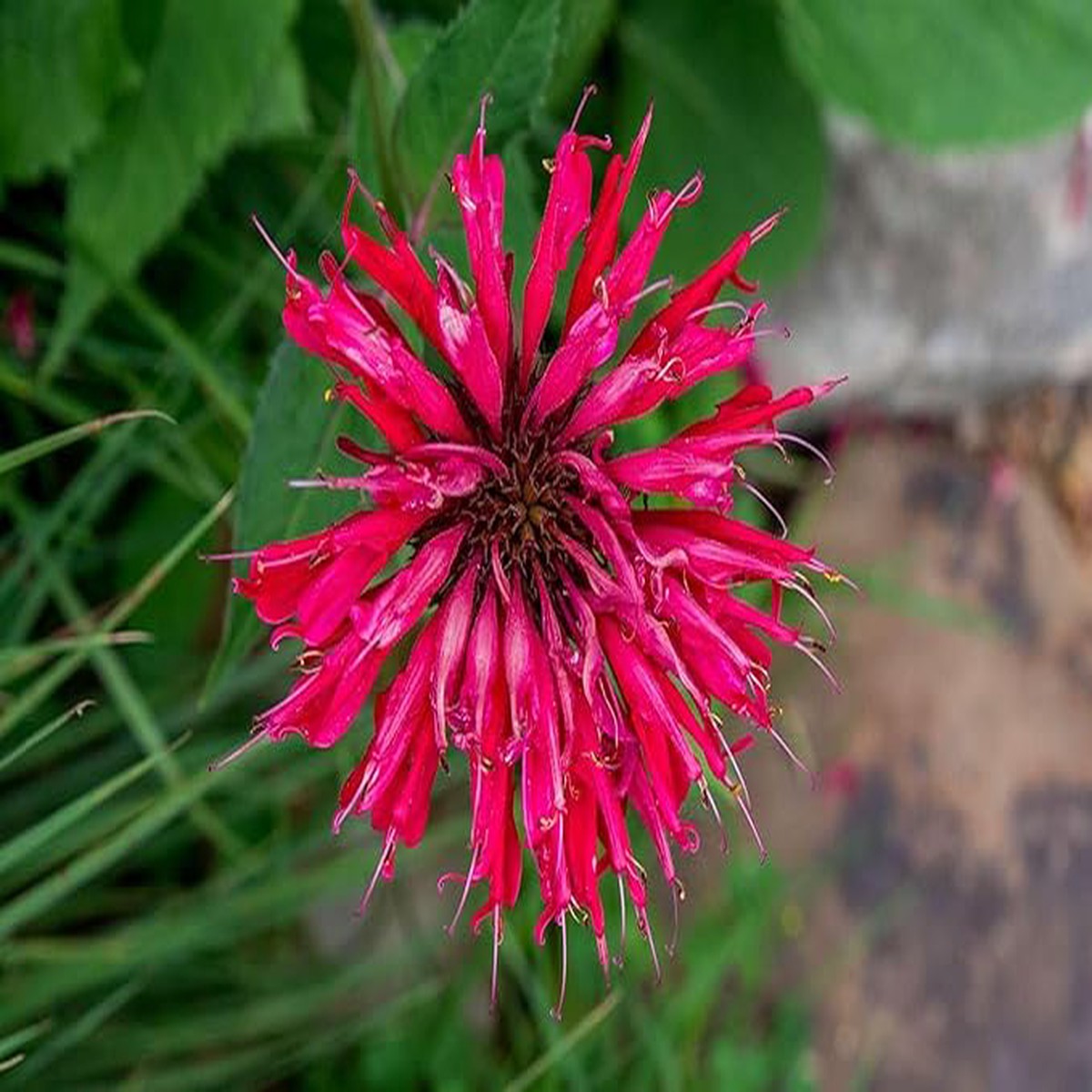 Pink Wild Bergamot Monarda Fistulosa Mintleaf Bee Balm Flower Seeds for Planting - Non-GMO garden seeds