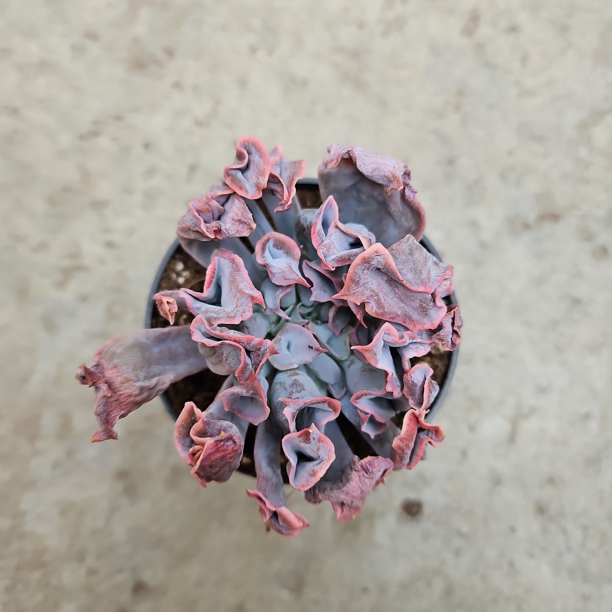 Echeveria 'Magic Flute'
