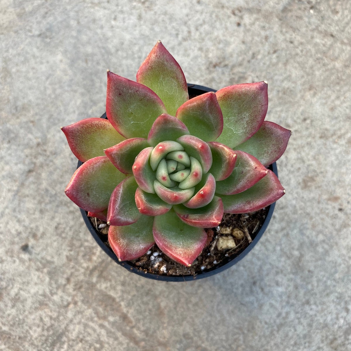 Echeveria 'Red Psyche'