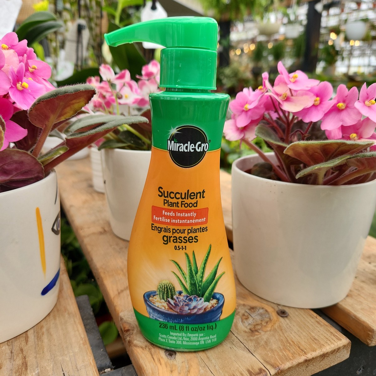 Engrais vaporiser pour plantes grasses Miracle Gro