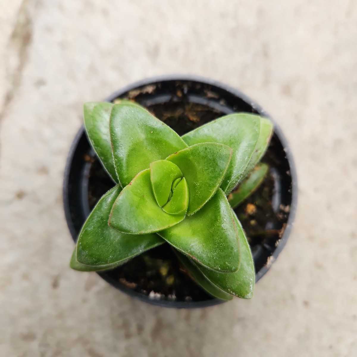 Crassula 'Springtime'
