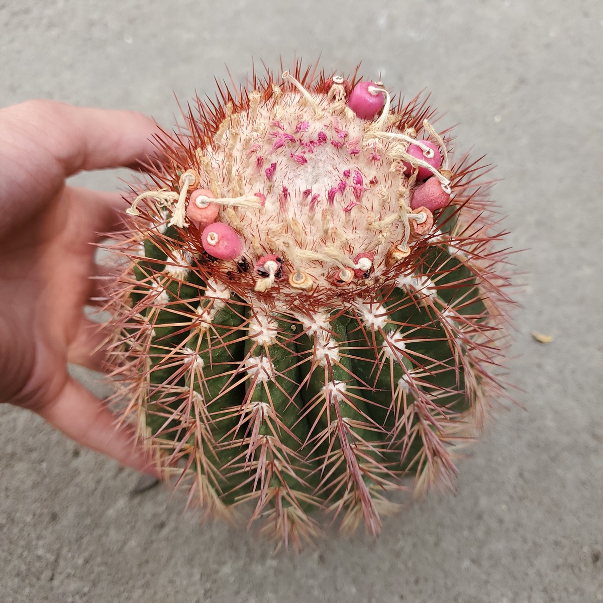 Melocactus broadwayi
