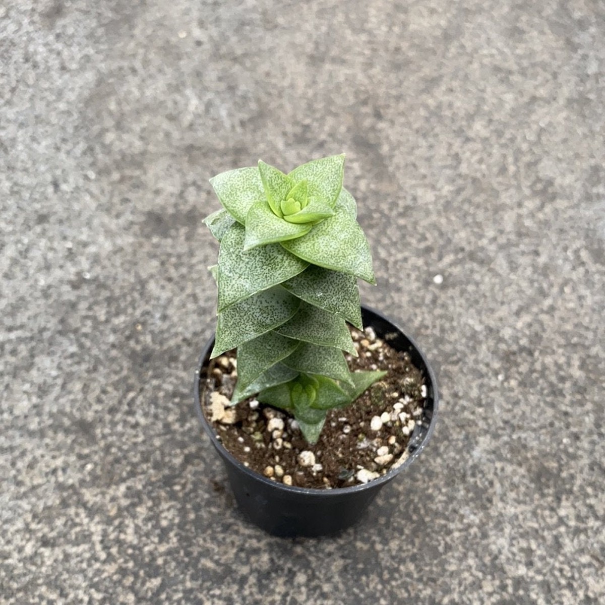 Crassula perforata